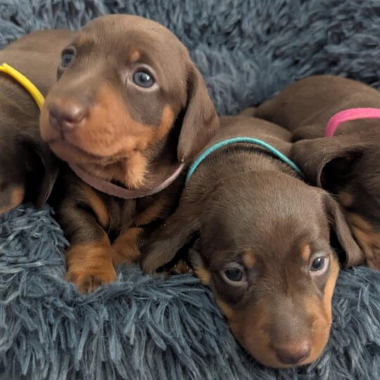 Dachshund (Standard &amp; Miniature) - Both