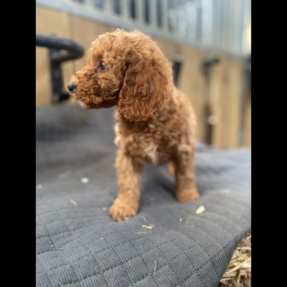 Miniature Poodle - Both