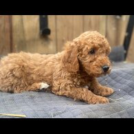 Miniature Poodle - Both