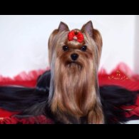 Yorkshire Terrier - Both