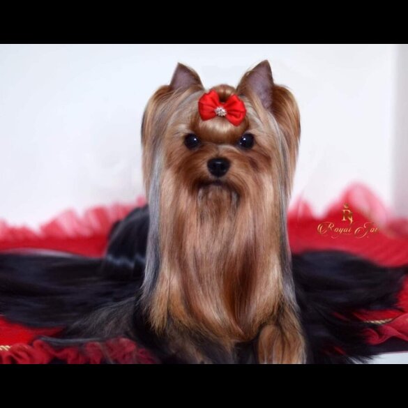 Yorkshire Terrier - Both