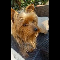 Yorkshire Terrier - Both