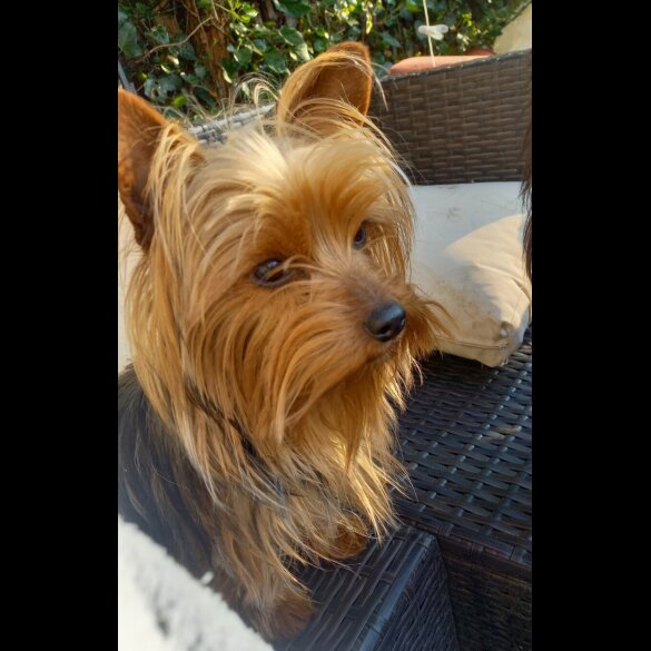 Yorkshire Terrier - Both