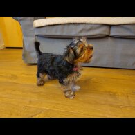 Yorkshire Terrier - Both