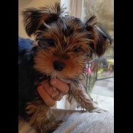 Yorkshire Terrier - Both