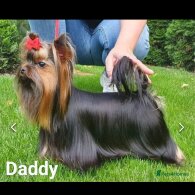 Yorkshire Terrier - Both