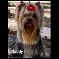 Yorkshire Terrier - Both