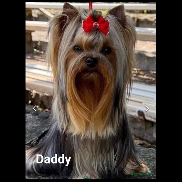 Yorkshire Terrier - Both