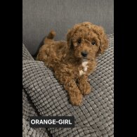 Toy Poodle - Both