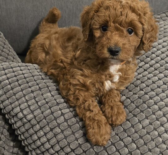 Toy Poodle