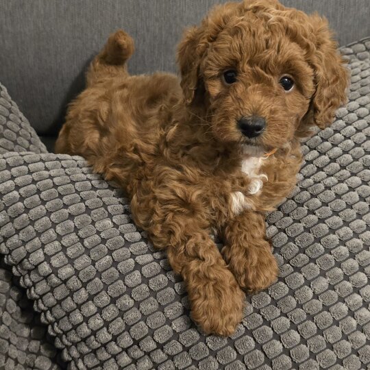 Toy Poodle - Both