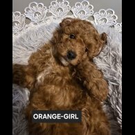 Toy Poodle - Both