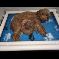 Toy Poodle - Both