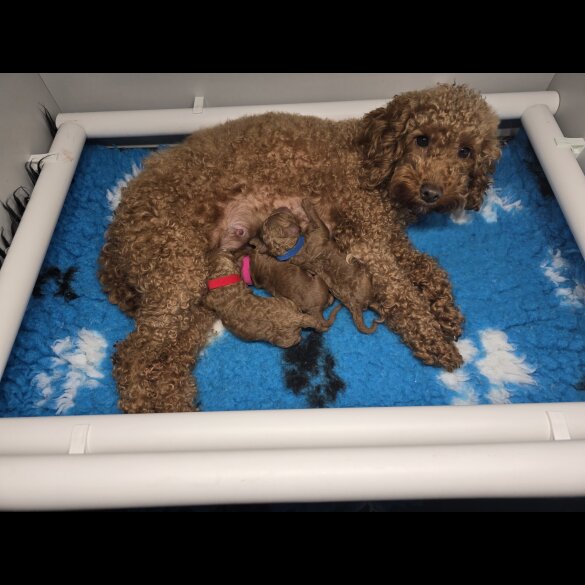 Toy Poodle - Both