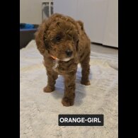 Toy Poodle - Both