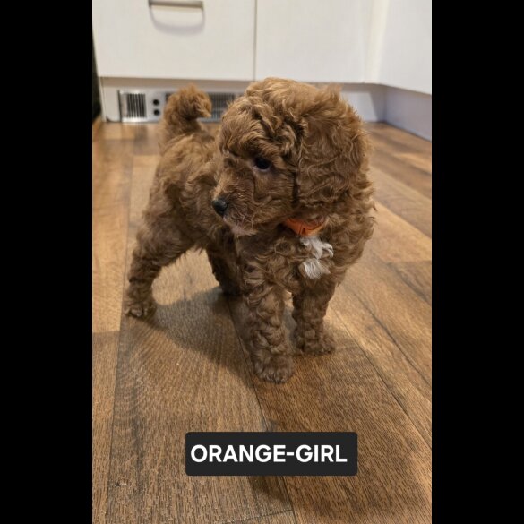 Toy Poodle - Both