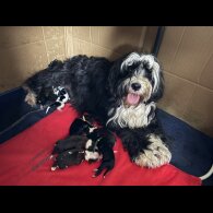 Tibetan Terrier - Both