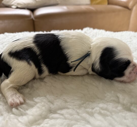 Tibetan Terrier