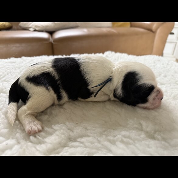 Tibetan Terrier - Both