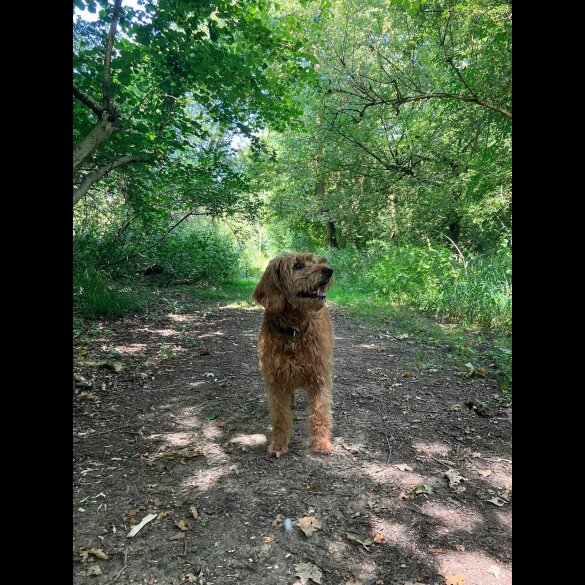 Labradoodle - Both