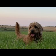 Labradoodle - Both