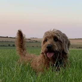 Labradoodle - Both