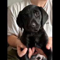 Labradoodle - Both