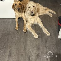 Labradoodle - Both