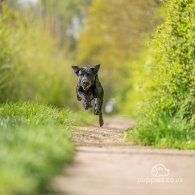 Labrador Retriever