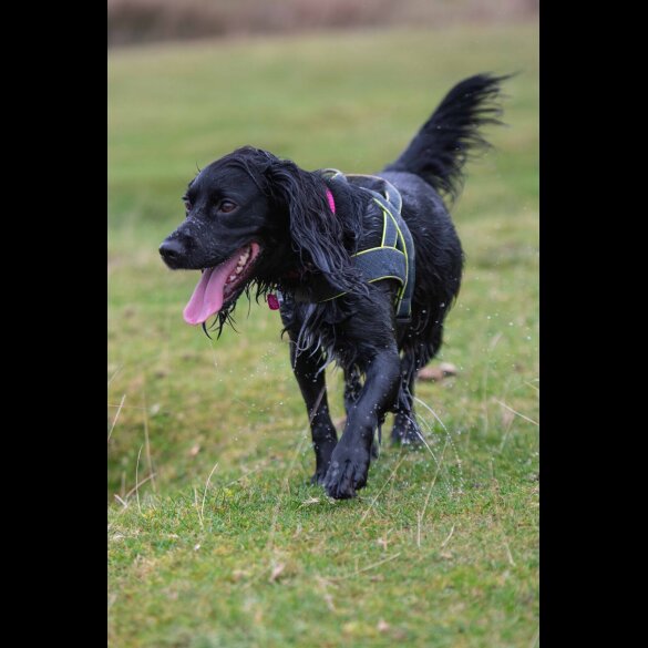 Labrador Retriever - Both