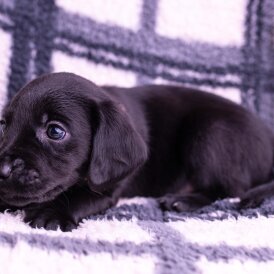 Labrador Retriever - Both