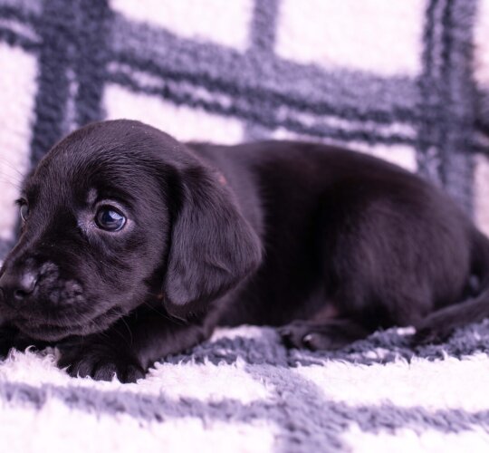 Labrador Retriever