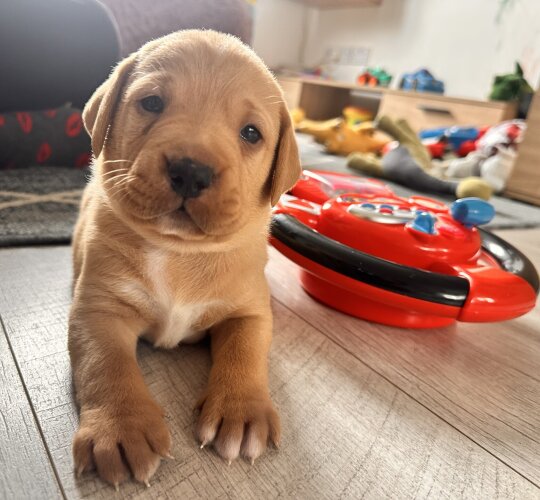 Labrador Retriever