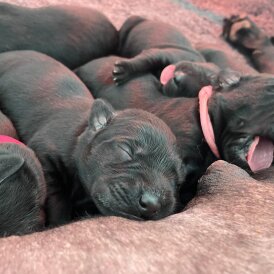 Labrador Retriever - Dogs