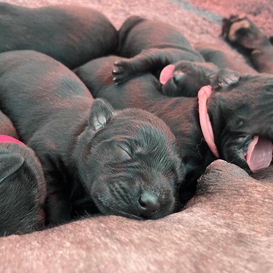 Labrador Retriever - Dogs