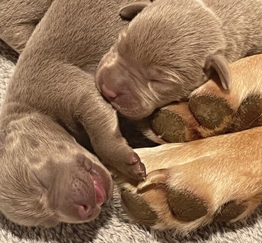 Labrador Retriever