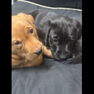 Labrador Retriever - Both