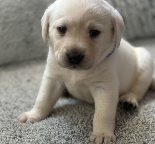 Labrador Retriever