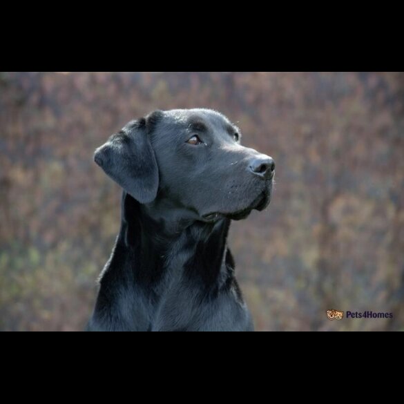 Labrador Retriever - Both