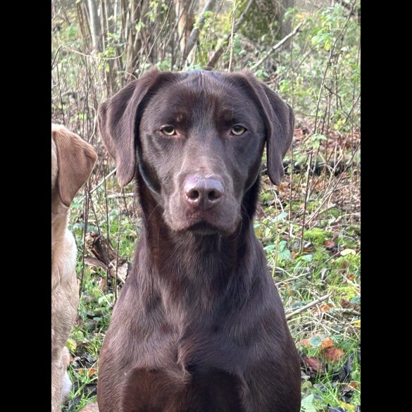 Labrador Retriever