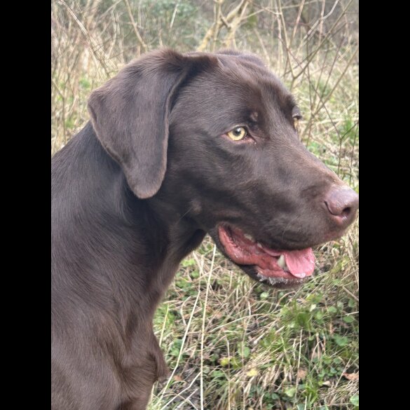 Labrador Retriever