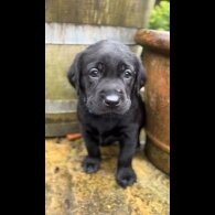 Labrador Retriever - Both