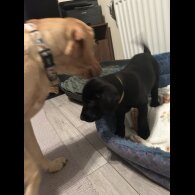 Labrador Retriever - Both