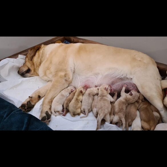 Labrador Retriever