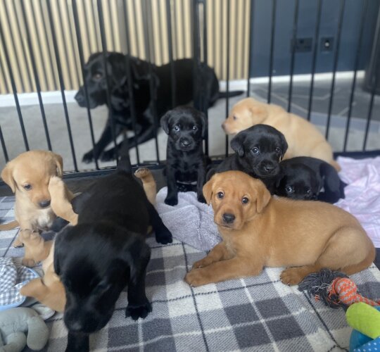 Labrador Retriever