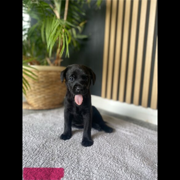 Labrador Retriever - Both