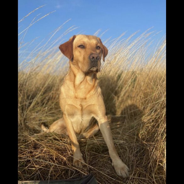 Labrador Retriever - Dogs