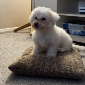 Maltipoo - Both