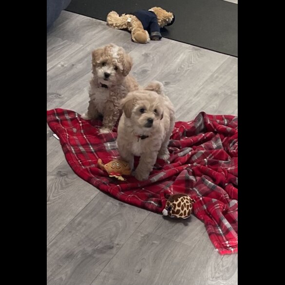 Maltipoo - Both