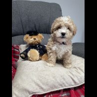 Maltipoo - Both